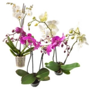 Phalaenopsis