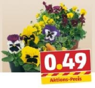 Stiefmütterchen 0.49 €