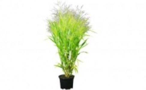 Ziergras 3.99 €