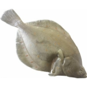 MSC Scholle 3.99 €