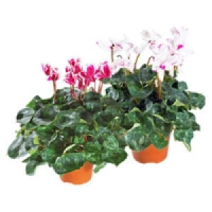 Cyclamen 3.29&nbsp;&euro;