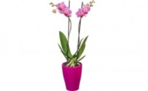Schmetterlingsorchidee in Keramik 6.99 €