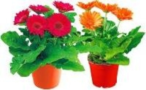 Gerbera 1.99&nbsp;&euro;