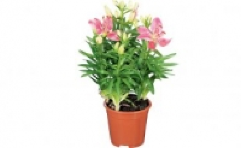 Orientalische Lilie 3.99&nbsp;&euro;