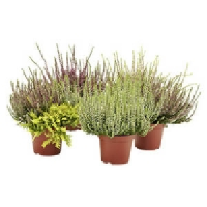 Caluna vulgaris Beauty Lady