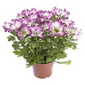 Chrysanthemen Elle Fleur