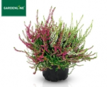 GARDENLINE®Solitär-Lizenz-Callune 1.79 €