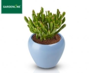 GARDENLINE®Sukkulente im Keramiktopf
