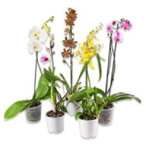 Phalaenopsis (Schmetterlingsorchidee)
