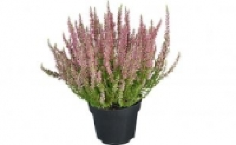 Calluna 1.49 €