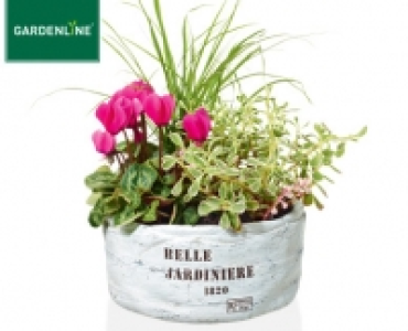GARDENLINE®Pflanzenarrangement
