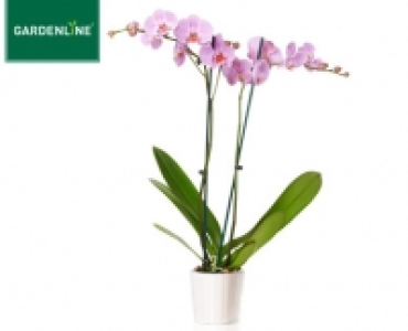 GARDENLINE®Orchidee