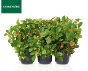 GARDENLINE®Herbstmix, 6er-Tray