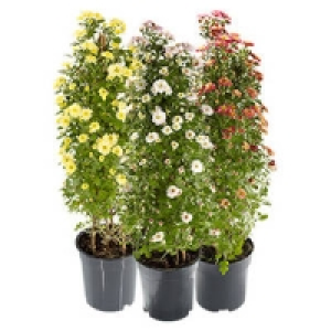 Chrysanthemen Pyramide