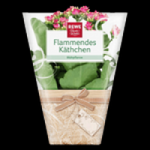 Flammendes Käthchen 1.99 €