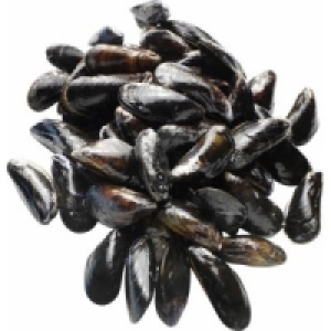 Miesmuscheln