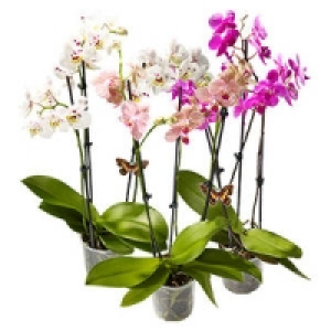 Phalaenopsis (Schmetterlingsorchidee) mit 3 Risper