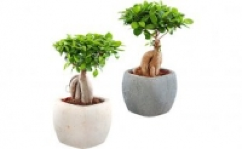 Bonsai 9.99 €
