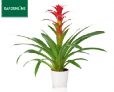 GARDENLINE®Bromelie 6.99 €