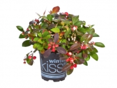 Scheinbeere (Gaultheria) 1.29 €