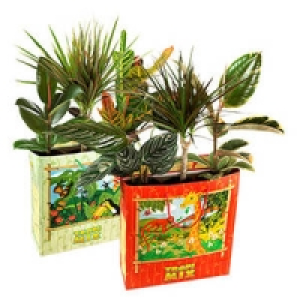 3 Gr&uuml;npflanzen in einer T&uuml;te 5.99&nbsp;&euro;