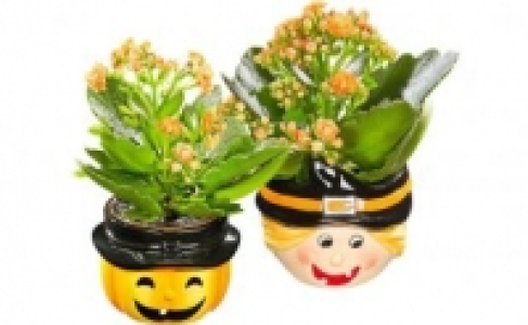 Kalanchoe 1.99 €