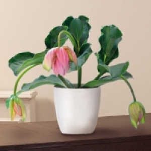 Medinilla magnifica 8.99 €