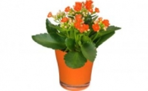 Kalanchoe 1.49 €