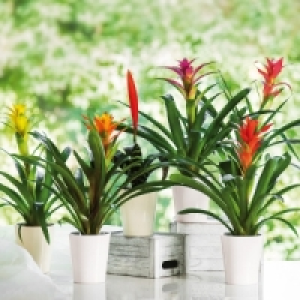 Bromelie 3.99 €