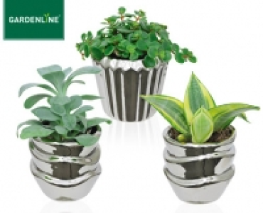 GARDENLINE®Mini-Pflanze