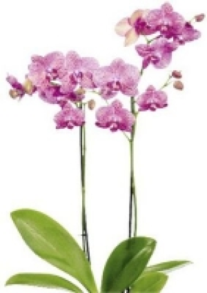 Schmetterlings­orchidee 5.99 €