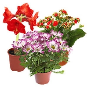 Bl&uuml;hpflanzen-Mix 2.99&nbsp;&euro;