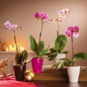 Phalaenopsis 5.99&nbsp;&euro;