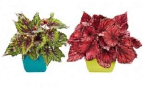 Blattbegonie 3.99 €