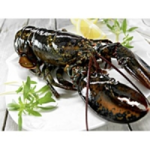Hummer lebend 24.99&nbsp;&euro;