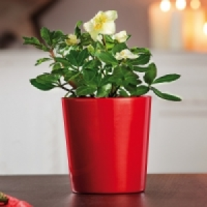 Christrose Helleborus 3.49&nbsp;&euro;