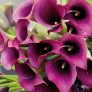 Calla Zantedeschia 4.99 €