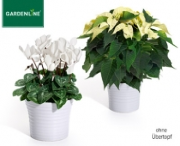 GARDENLINE®Weihnachtlicher Blühmix 2.79 €