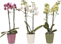 Toom Baumarkt  Midi-Schmetterlings-Orchidee