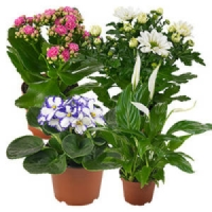 Bl&uuml;hpflanzen-Mix