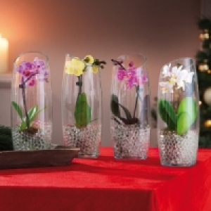 Mini-Phalaenopsis 6.99 €