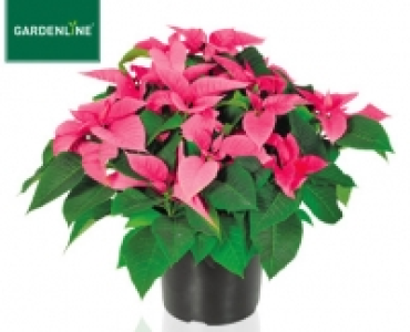 GARDENLINE®Weihnachtssternbusch 5.99 €