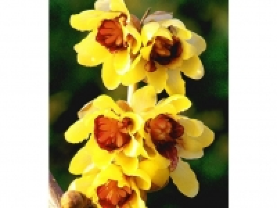 Chinesische Winterblüte, 1 Pflanze Chimonanthus praecox 17.99 €