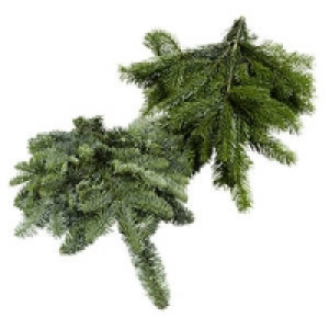 Handbund Nobilis oder Nordmanntanne