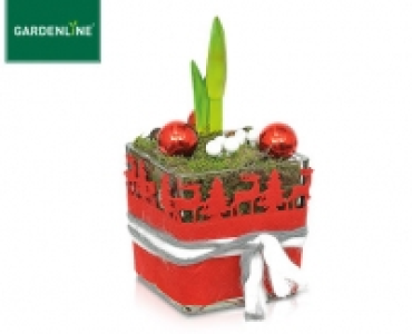 GARDENLINE®Weihnachtliche Amaryllis 12.99 €
