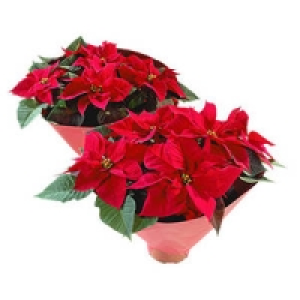 Weihnachtsstern 4.99 €