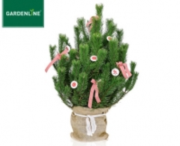 Aldi Süd  GARDENLINE®Weihnachtsbaum