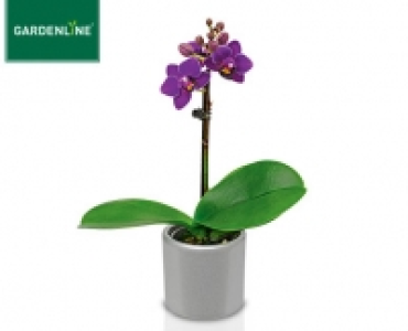 GARDENLINE® Mini-Orchidee im Keramiktopf