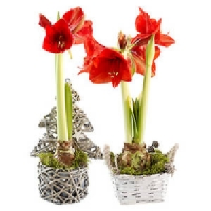 Bepflanzte Gef&auml;&szlig;e