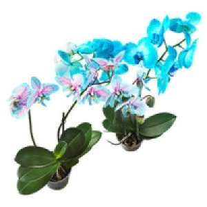 Phalaenopsis, gef&auml;rbt